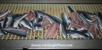 Mackerel